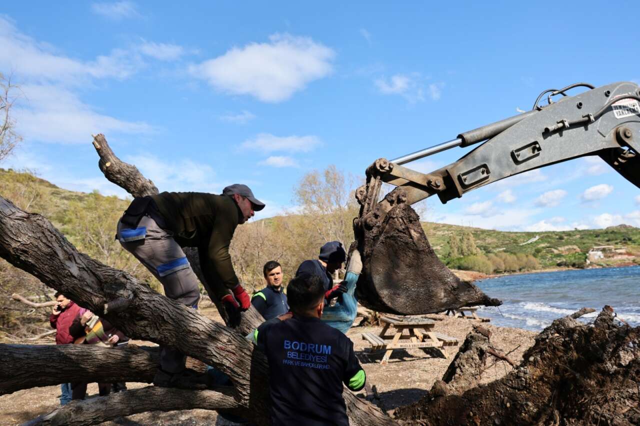Fırtınada Devrilen Ağaçlar Bodrum’da Yeniden Toprakla Buluştu 5